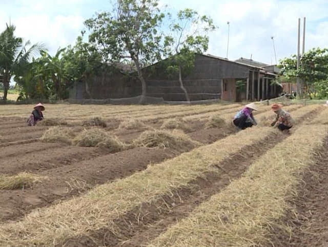 Nông dân tận dụng rơm để giữ ẩm cho các loại rau màu