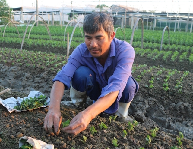 Nhiều hộ nông dân thoát nghèo nhờ trồng rau an toàn (Ảnh: Tư liệu)