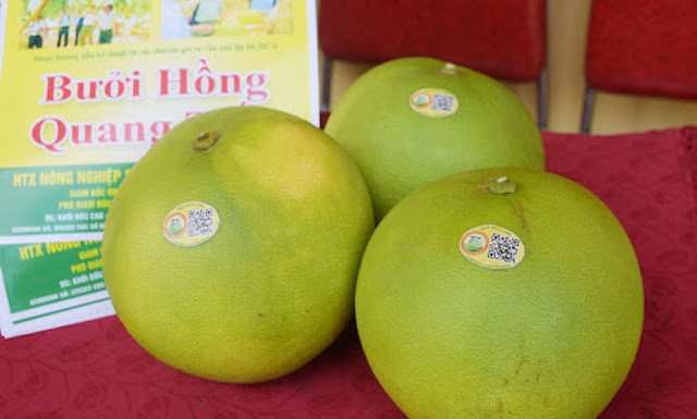Bưởi hồng Quang Tiến được cấp giấy chứng nhận đăng ký nhãn hiệu tập thể và dán tem điện tử truy xuất nguồn gốc (Ảnh: TL)