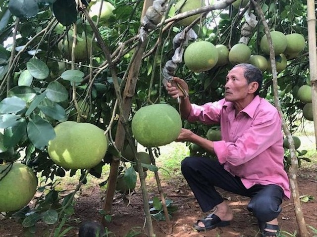 Bưởi hồng Quang Tiến được trồng theo quy trình VietGAP cho năng suất và giá trị cao, tăng tính cạnh tranh và nâng cao thu nhập cho các xã viên HTX (Ảnh: TL)
