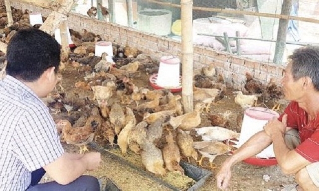 Lấy chăn nuôi gà, vịt, heo làm điểm tựa, theo phương châm “lấy ngắn, nuôi dài” để phát triển những dự án lớn hơn là hướng đi của HTX Ba Tiêu (Ảnh: TL)