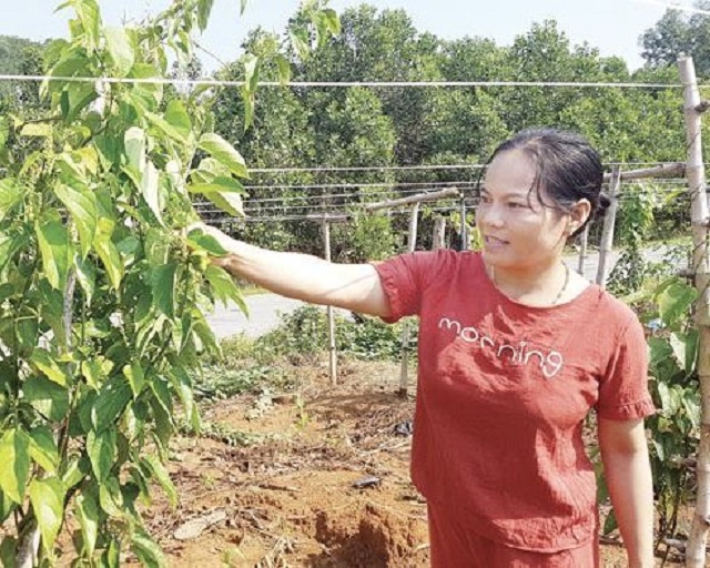 Chị Huỳnh Thị Hòa - Giám đốc HTX Ba Tiêu đã tiên phong bỏ vốn và vận động người dân đưa cây Sachi về trồng mang lại hiệu quả kinh tế cao (Ảnh: TL)