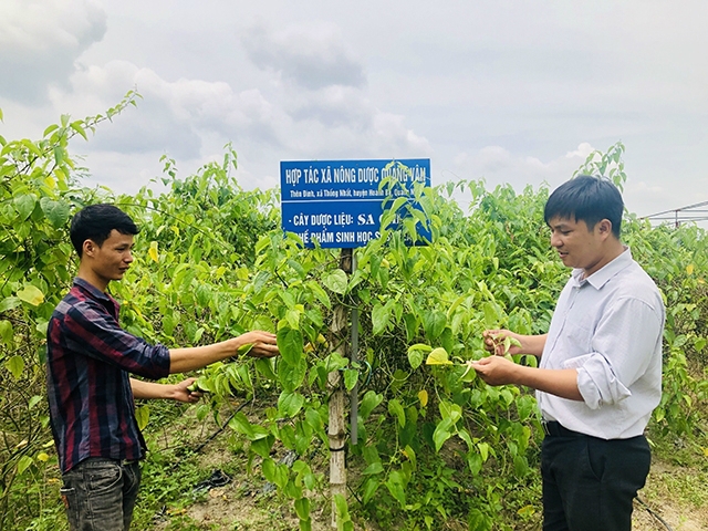 Mô hình trồng cây sachi của HTX Nông Dược Quang Vân (ảnh TL)