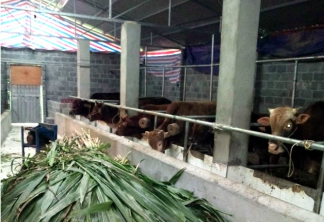 Chăn nuôi bò hàng hoá theo chuỗi giá trị đã mang lại hiệu quả kinh tế cho HTX Đại Dương (Ảnh: TL)