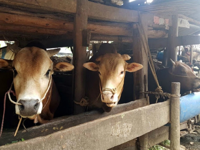 Thịt bò ở Hà Giang đã được cấp chỉ dẫn địa lý cho đặc sản vùng cao (Ảnh: TL)