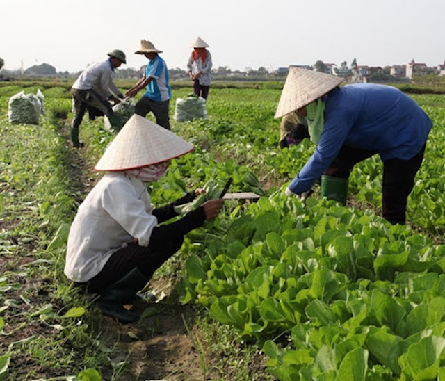 Nhiều HTX đã liên kết với nhau tìm nhằm thích ứng với Covid-19 (Ảnh minh hoạ: TL)