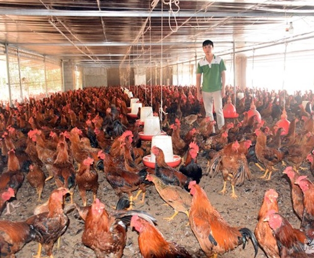 HTX Chăn nuôi VietGAP Diễn Trung có 600.000 con gà đã đến kỳ xuất chuồng nhưng không có người mua (Ảnh: TL)