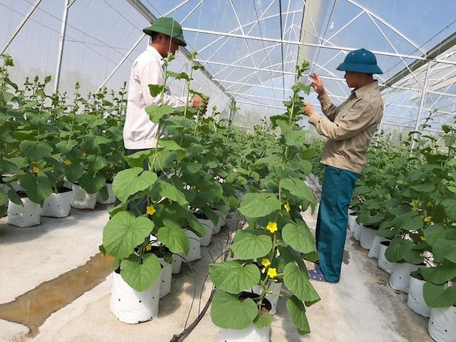 Dưa lưới được trồng trong nhà màng giúp cây cách ly được côn trùng gây bệnh và không bị ảnh hưởng bởi sự thất thường của thời tiết (Ảnh: TL)