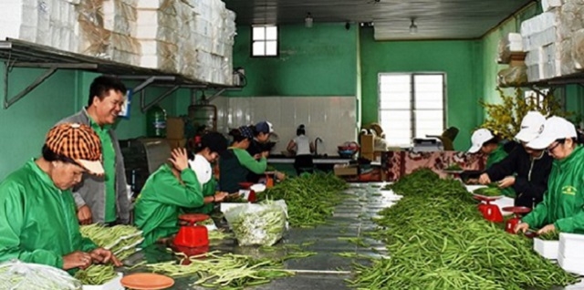 Các HTX và tổ hợp tác đóng vai trò quan trọng trong chuyển đổi cơ cấu cây trồng, vật nuôi, nâng cao hiệu quả sản xuất nông nghiệp theo hướng công nghệ cao của huyện Đơn Dương (Ảnh: TL)