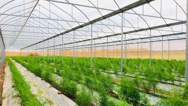 Đẩy mạnh tích tụ ruộng đất, phát triển nông nghiệp công nghệ cao (Ảnh: Internet)