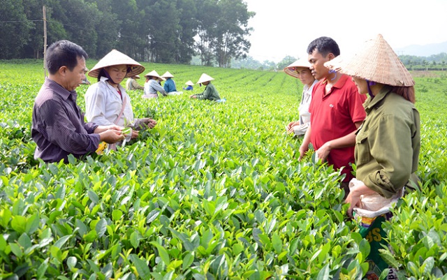 Cán bộ huyện Hàm Yên hướng dẫn kỹ thuật chăm sóc chè VietGAP cho người người dân (Ảnh: Tư liệu)