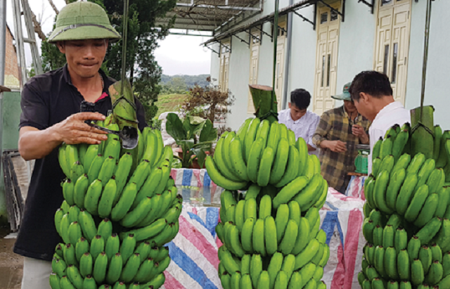 Chuối Laba đã được xuất khẩu sang các thị trường khó tính như Nhật Bản, Hàn Quốc... (Ảnh: TL)