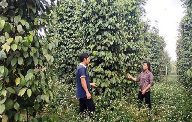 HTX sớm chuyển đổi từ sử dụng thuốc hóa học, phân bón vô cơ sang sản xuất sạch theo hướng hữu cơ bền vững - nói không với thuốc trừ cỏ, các thuốc hóa học và phân bón vô cơ (Ảnh: Tư liệu)