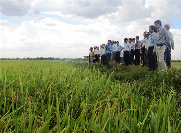 Huyện Phong Điền (Thừa Thiên - Huế) đã và đang phát triển sản xuất lúa hữu cơ trên địa bàn (Ảnh: TL)