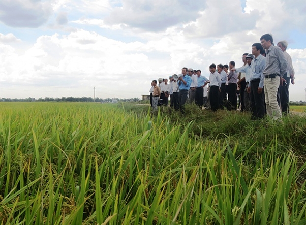 Huyện Phong Điền (Thừa Thiên - Huế) đã và đang phát triển sản xuất lúa hữu cơ trên địa bàn (Ảnh: TL)