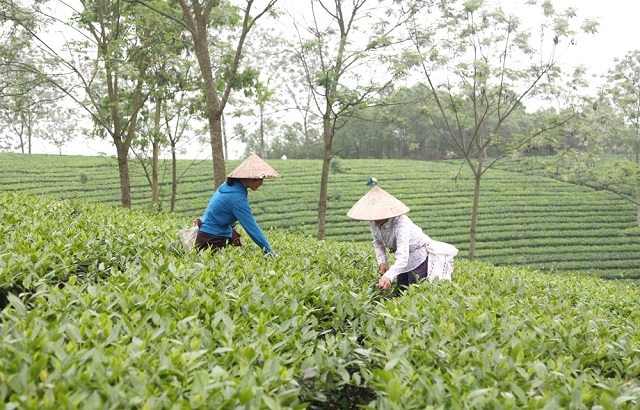 Làng nghề chè Phú Thịnh giúp đời sống người dân thay đổi đáng kể (Ảnh:TL)
