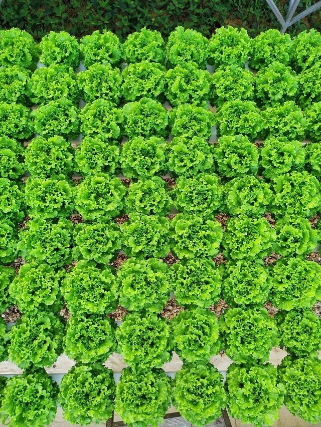 Mô hình trồng rau xà lách an toàn với hệ thống phun sương tự động đảm bảo nhiệt độ và độ ẩm cần thiết nên rau ở HTX Dream Garden được trồng quanh năm (Ảnh: TL)