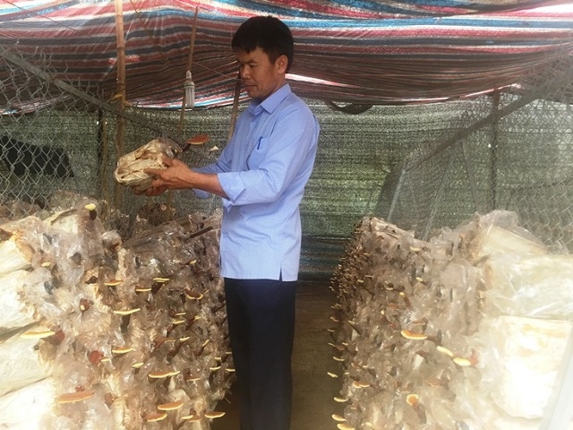 Sử dụng gỗ keo trồng nấm linh chi đỏ giúp tăng giá trị của nấm và bảo vệ môi trường (Ảnh: Tư liệu)