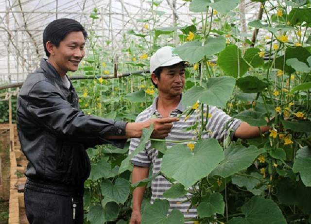 Trên địa bàn huyện Lâm Hà đã có 4 HTX được cấp giấy chứng nhận sản xuất theo tiêu chuẩn VietGAP (Ảnh: Tư liệu)