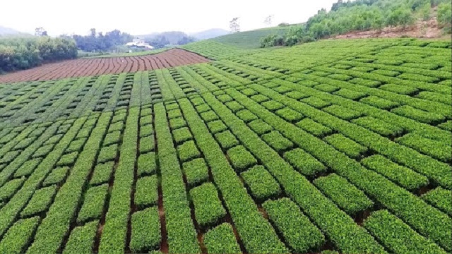 Vùng trồng chè ở Hàm Yên (Ảnh: TL)