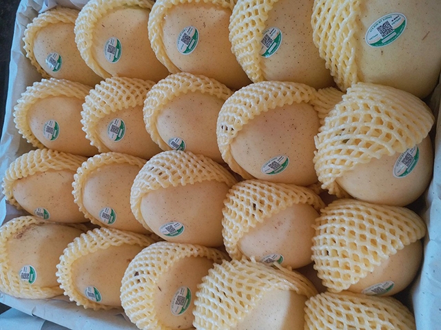 Xoài Mỹ Xương đã xuất khẩu thành công sang Mỹ vào tháng 12/2019 (Ảnh TL)