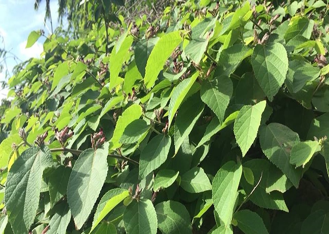 An xoa là một trong những cây dược liệu được HTX tập trung phát để bảo đảm nguyên liệu phục vụ sản xuất (Ảnh: TL)