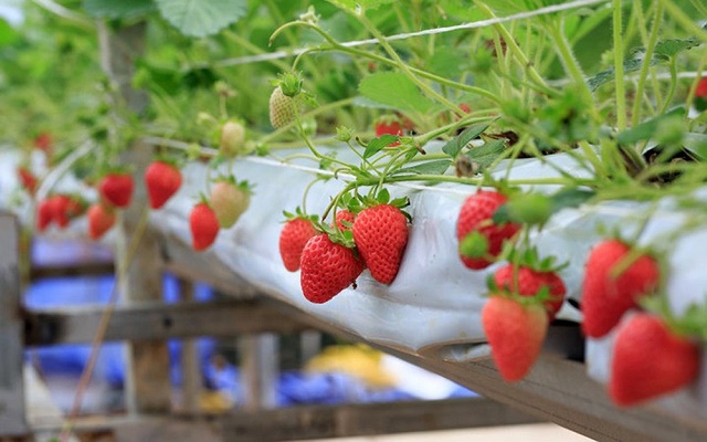 Trồng dâu tây theo hướng sinh thái là một trong những bước đi hiệu quả của HTX Nà Sản (Ảnh: TL)