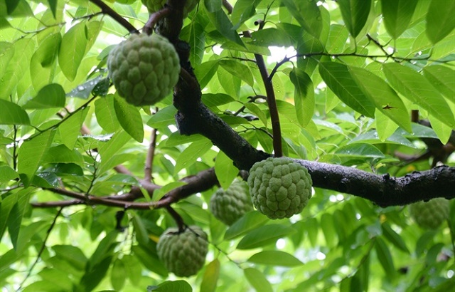 Na Mé Lếch được nhiều người biết đến nhờ có HTX (Ảnh: TL)