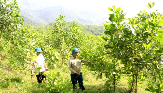 Mặc dù còn khó khăn trong cách quản lý nhưng Hà Giang đã có những phương pháp giải quyết để phù hợp với tình hình thực tiễn của địa phương (Ảnh: TL)