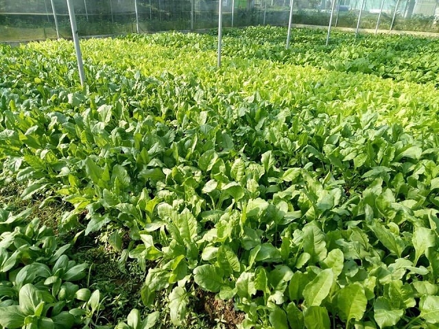 Cải bó xôi của HTX Nông nghiệp công nghệ cao Trường Thành được xếp hạng 3 sao “OCOP Quảng Nam”