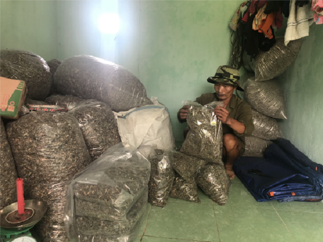 Nhiều hộ tại xã Tư đã tự trồng chè dây Ra zéh rồi chế biến, đóng gói bán ra thị trường (Ảnh: TL)