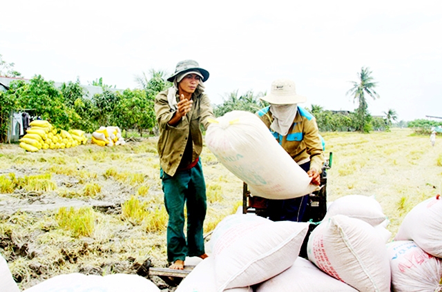 Thành viên HTX hưởng lợi kép về kinh tế và ATLĐ (Ảnh TL)