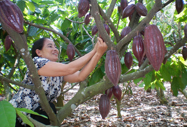 Với mô hình trồng ca cao xen điều, HTX An Viễn giúp nông dân thu lợi khá cao (ảnh: Tư liệu)