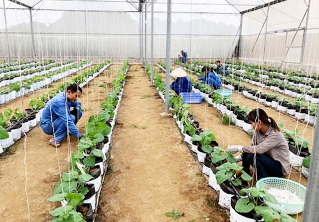 Nông nghiệp sạch đang mang lại nhiều lợi ích cho nông dân (Ảnh Tư liệu)