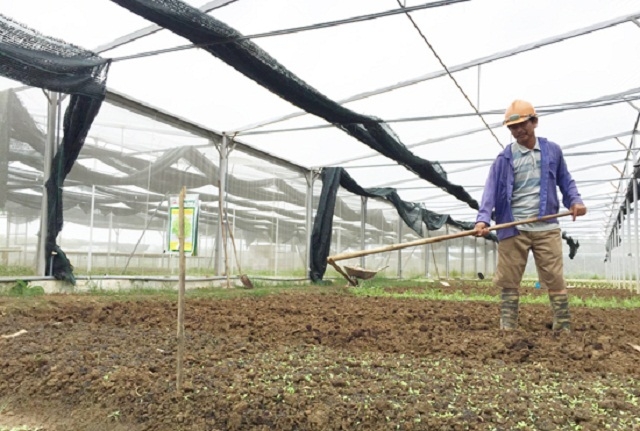 HTX Trường Thành xây dựng mô hình sản xuất rau củ quả sạch trong nhà kính và nhà lưới theo hướng hữu cơ (Ảnh: TL)
