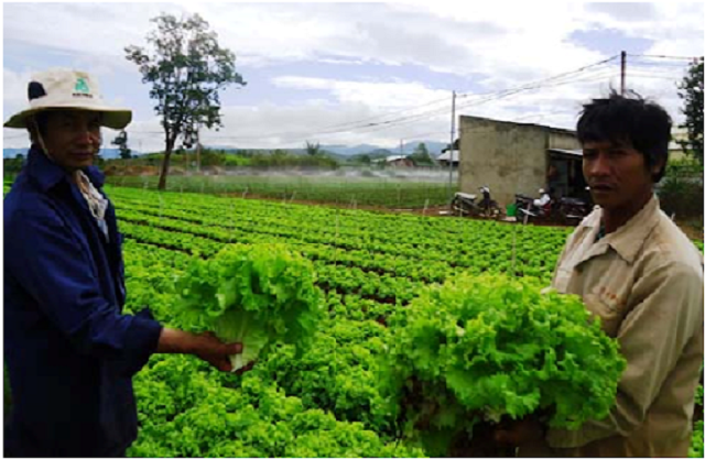 Thay vì mở rộng hộ sản xuất, THT mở rộng hộ liên kết (Ảnh: TL)