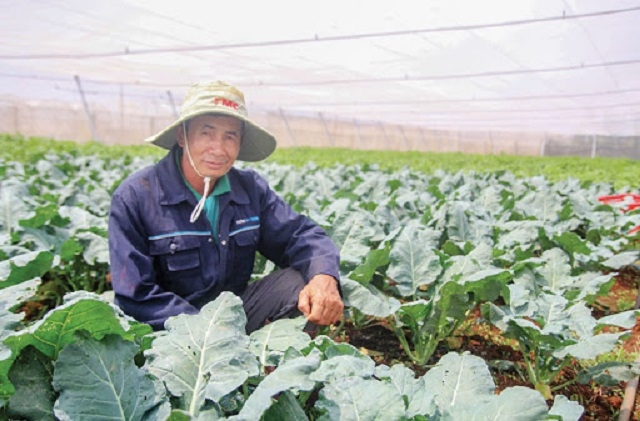 Đã có sự thay đổi trong nhận thức của người nông dân từ mô hình sản xuất rau sạch của các HTX và THT (Ảnh: TL)