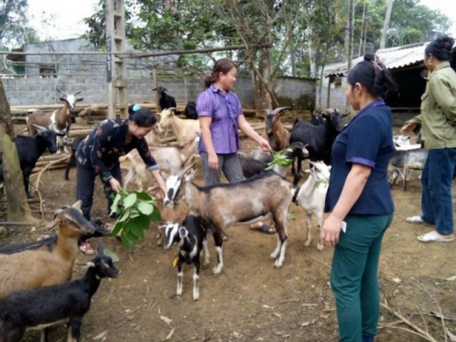 HTX chăn nuôi tổng hợp Xuân Quỳnh giúp nhiều xã viên có thu nhập ổn định (Ảnh: Tư liệu)