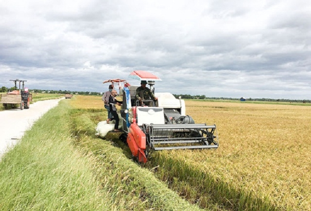 Các HTX ở Diên Khánh đang thúc đẩy sản xuất lúa theo hướng hàng hóa (Ảnh: TL)