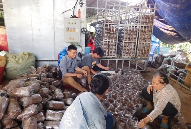 Khu vực đóng bịch nấm của HTX Nấm Vĩnh Ngọc Nha Trang (Ảnh: TL)