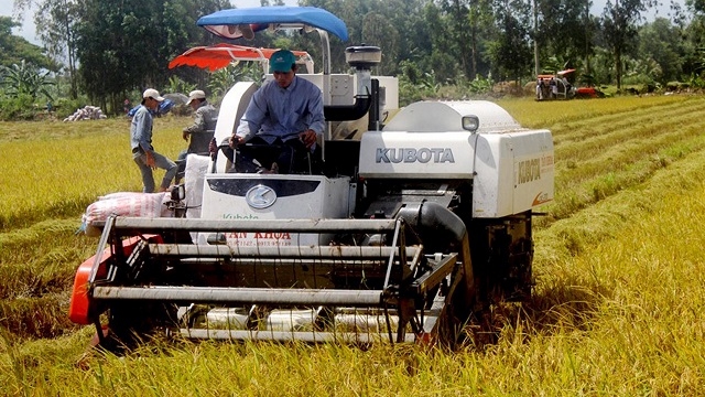 Sản xuất lúa hữu cơ là hướng đi mới mà Kiên Giang đã và đang hướng tới (Ảnh: Internet)