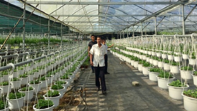 Đà Nẵng ban hành nhiều chính sách hỗ trợ để phát triển HTX (Ảnh: TL)