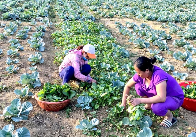 Trồng rau an toàn đã mở ra hướng phát triển kinh tế cho người dân Khâu Tinh (Ảnh: Tư liệu)