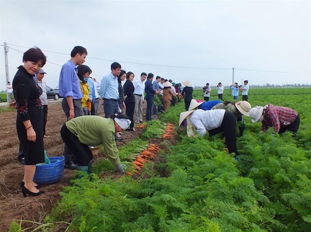 Mỗi 1ha cà rốt, người dân thu được 200-300 triệu đồng (Ảnh: Tư liệu)