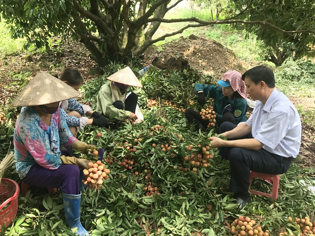 HTX, bà con nông dân đang tích cực xây dựng thương hiệu vải thiều Đông Triều theo tiêu chuẩn VietGAP