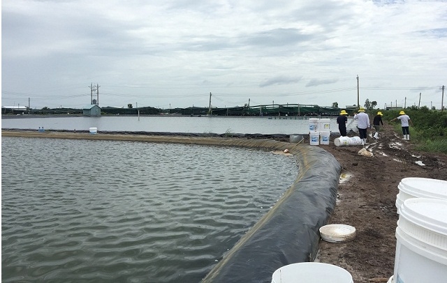 Dù gặp khó khăn nhưng mô hình nuôi trồng hải sản của một số HTX ở Thái Bình vẫn được đánh giá là có tiềm năng (Ảnh: TL)