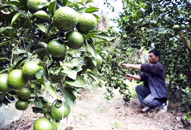 HTX cam sành Organics Trà Ôn thành công nhờ sản xuất hữu cơ (Ảnh Tư liệu)