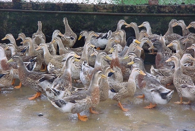 Vịt biển là một trong những đối tượng nuôi chính của HTX Đông Xuyên (Ảnh: TL)