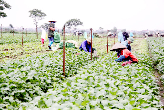 Ba Tri đang đẩy mạnh phát triển các chuỗi giá trị trong nông nghiệp (Ảnh Tư liệu)