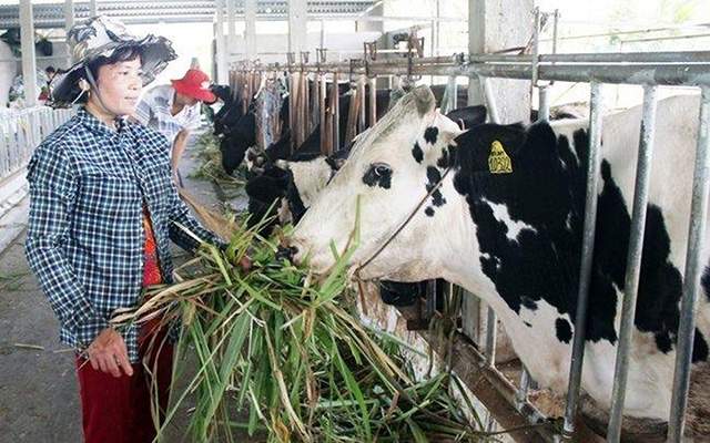 Các chuỗi giá trị đang mang lại lợi ích toàn diện về kinh tế, ATLĐ cho người dân (Ảnh TL)